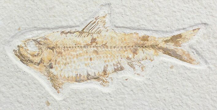Bargain Knightia Fossil Fish - Wyoming #27421